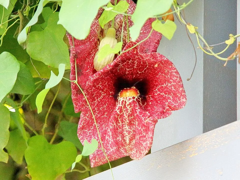 淡路夢舞台 奇跡の星の植物館