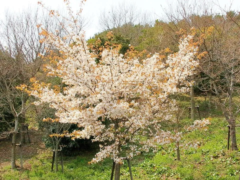 プロムナードガーデンの山桜は満開