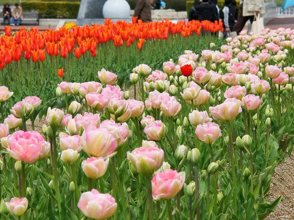 チューリップの花園