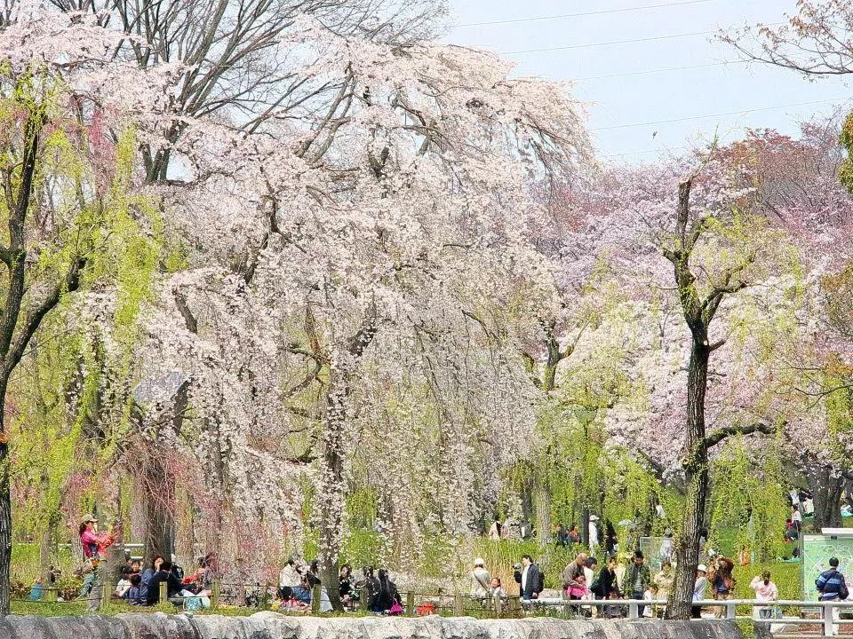 さくらの流れ 枝垂れ桜