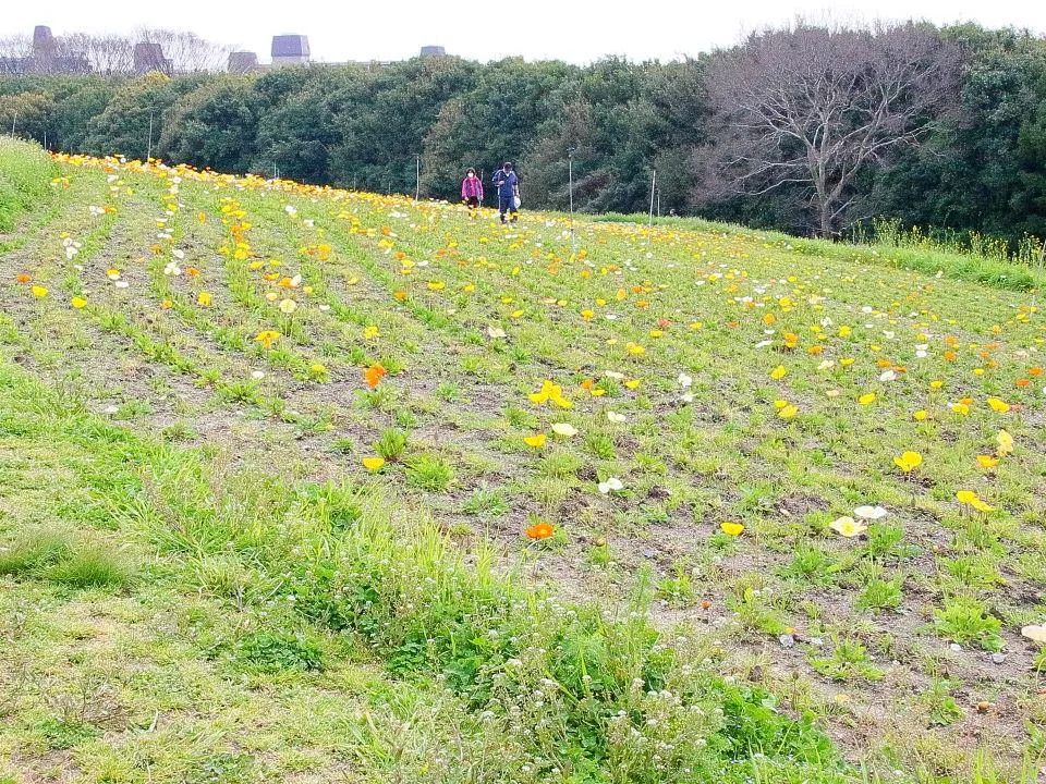 花の丘 ポピー