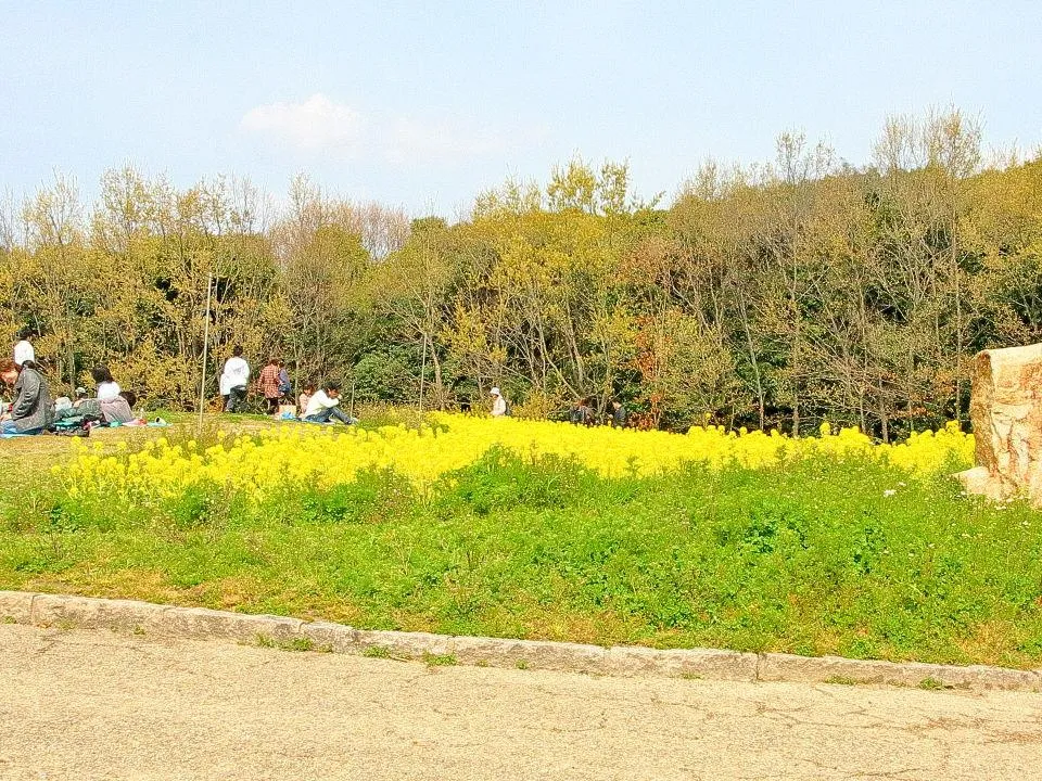 花の丘 菜の花