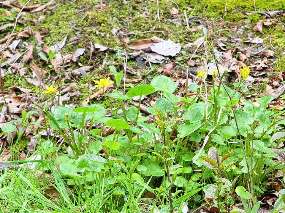 水草の池 ヒメリュウキンカ