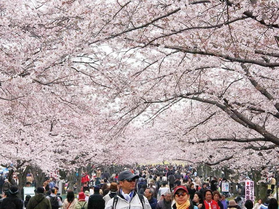 東大路の桜