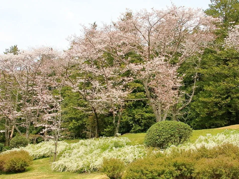 桜とユキヤナギ