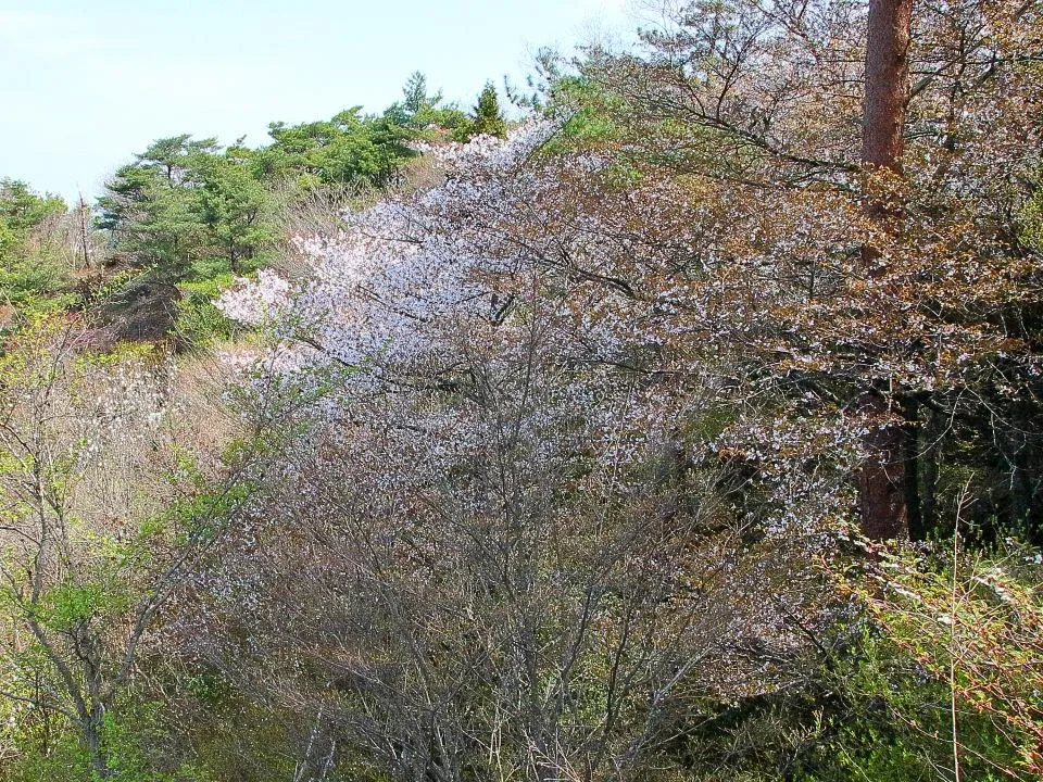 ダイヤモンドポイントの山桜やタムシバ