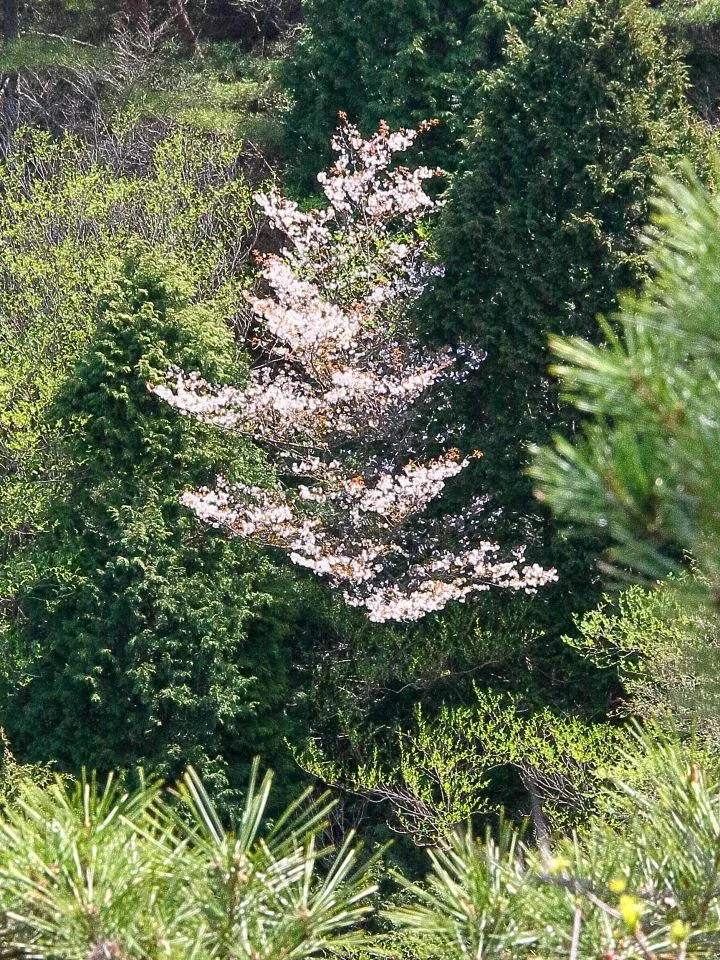 満開の山桜も