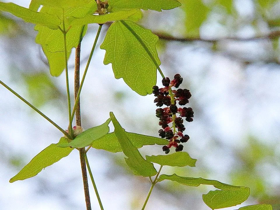 ミツバアケビの花