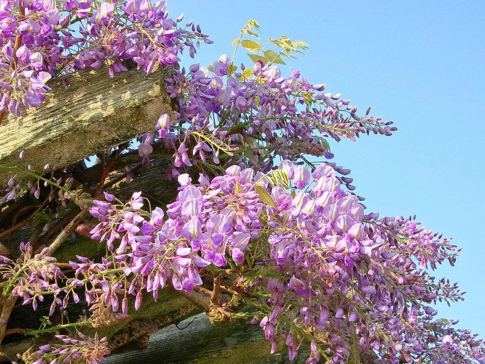 公園のフジの花