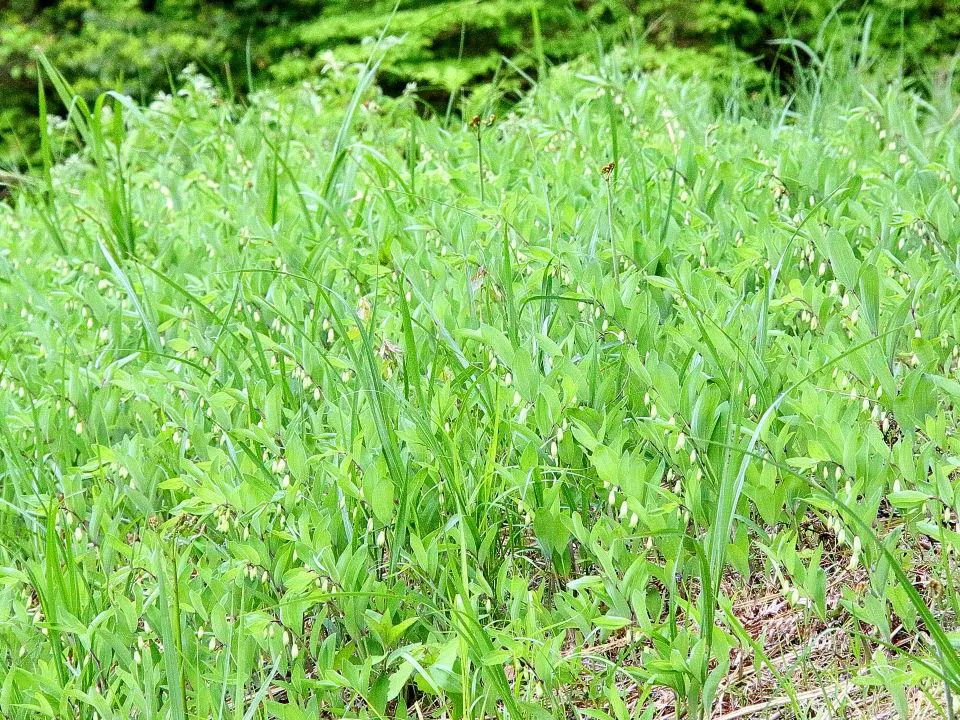 アマドコロの群生