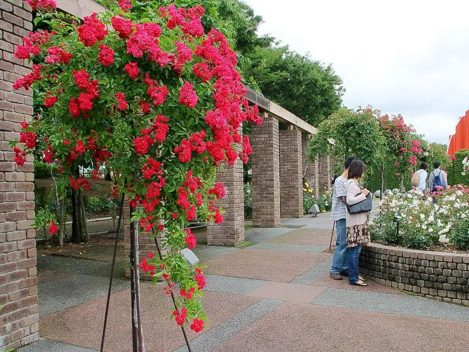 荒牧バラ公園