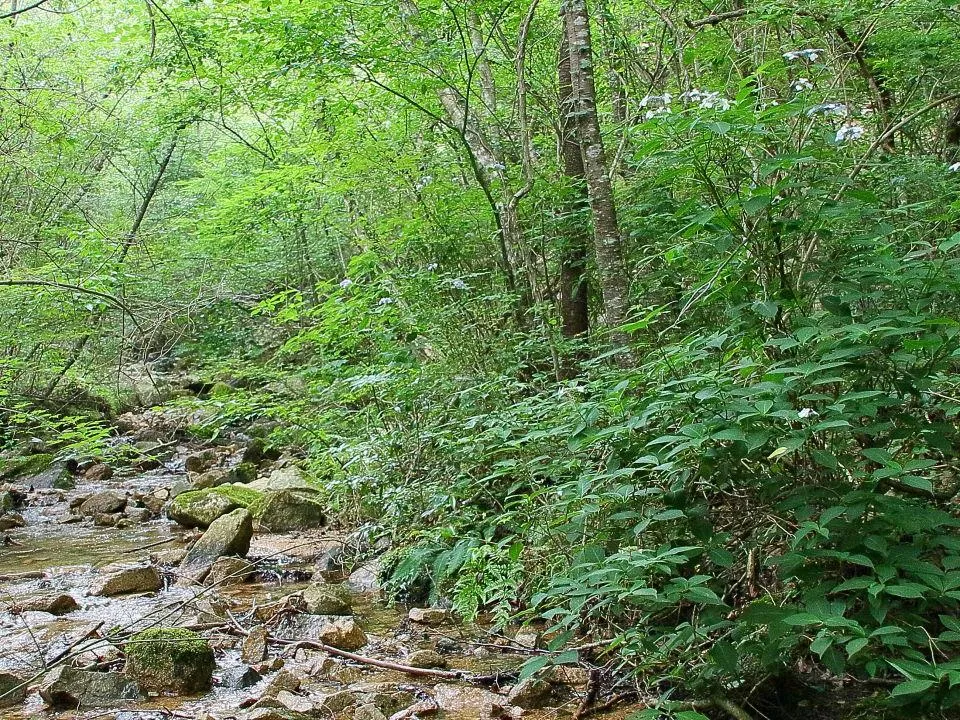 川沿いの旧道