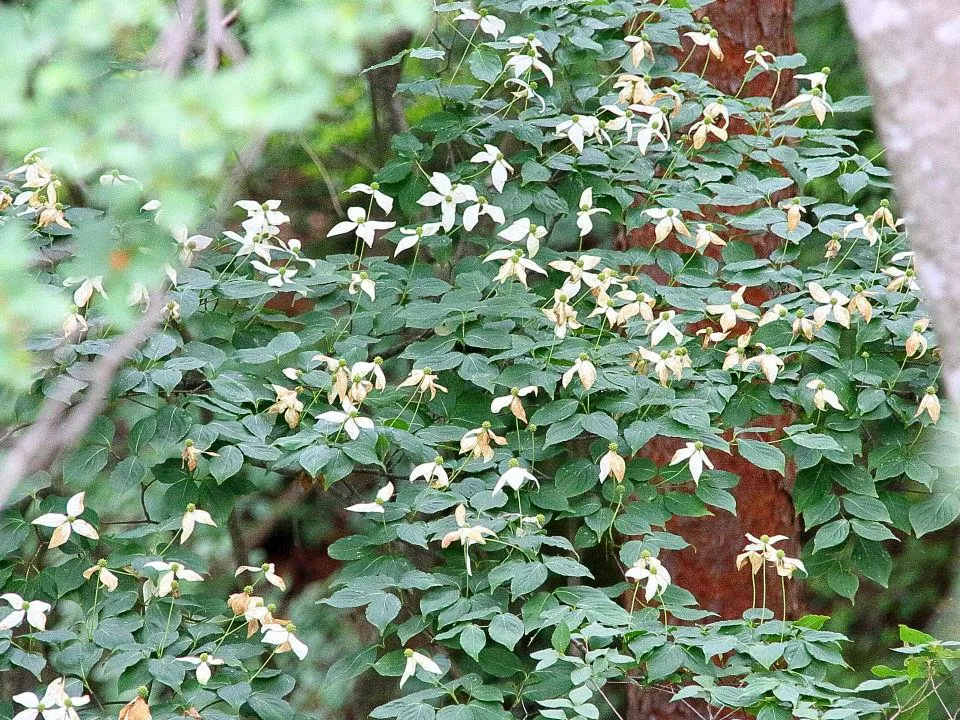 ヤマボウシも終わり