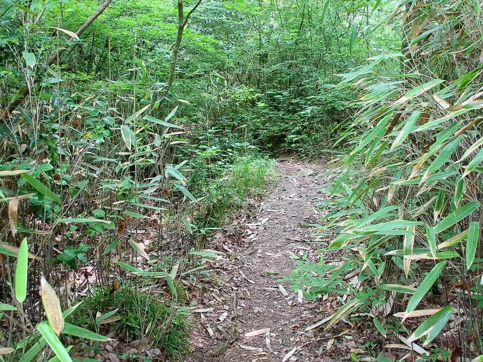 瑞宝寺公園近くの道