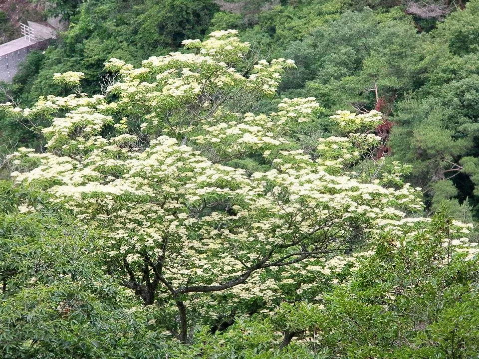 遠くの満開の白い花