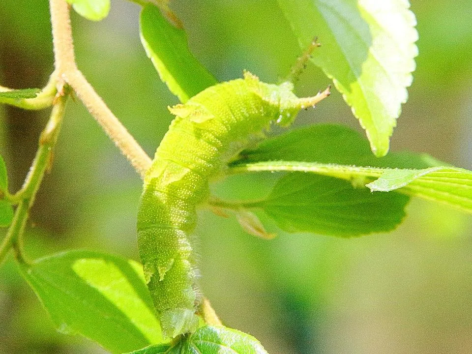 オオムラサキの幼虫