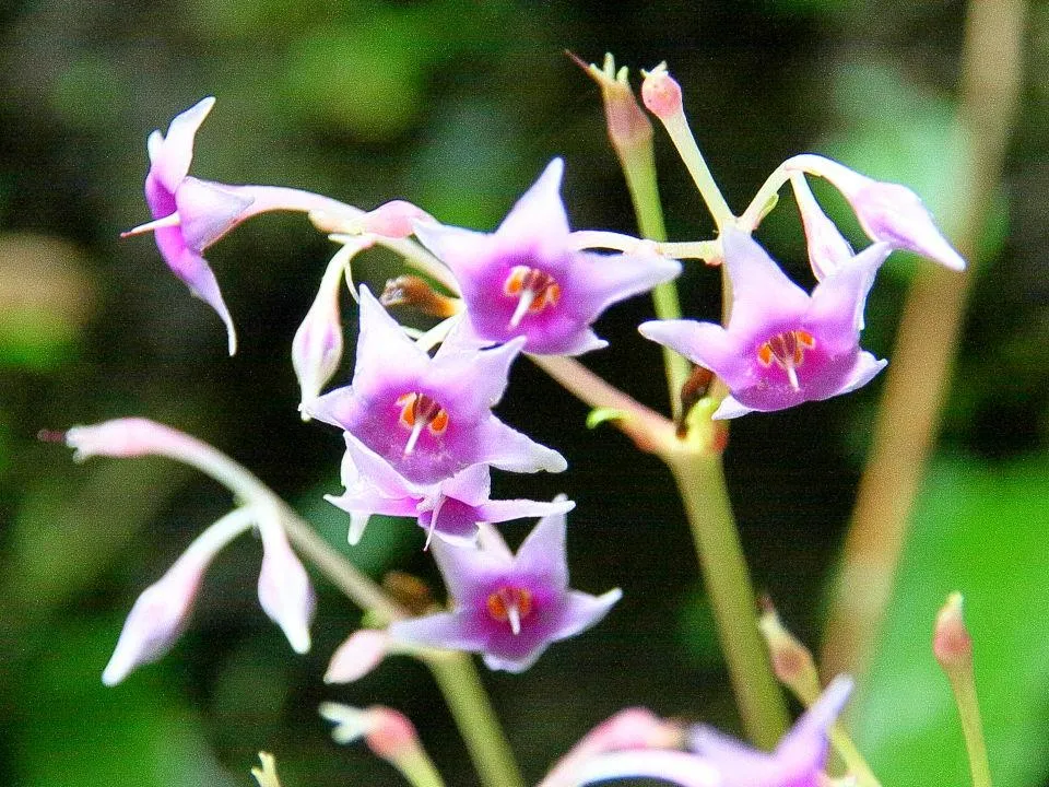 イワタバコの花