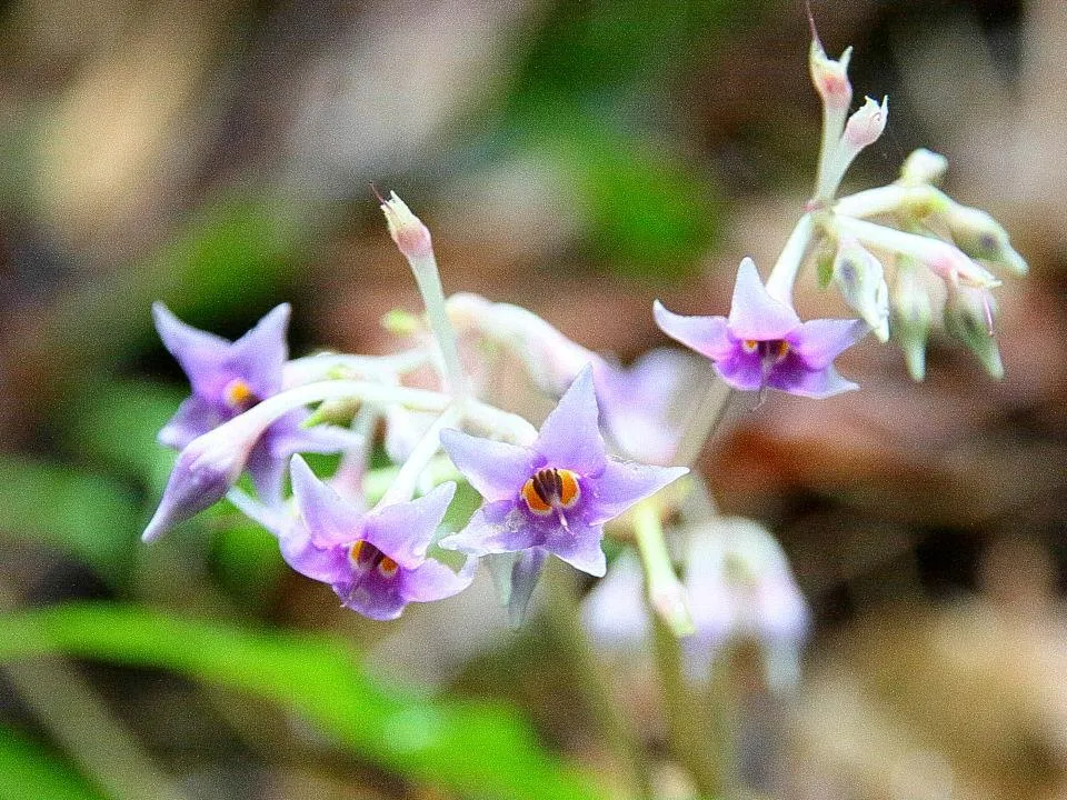 イワタバコの花