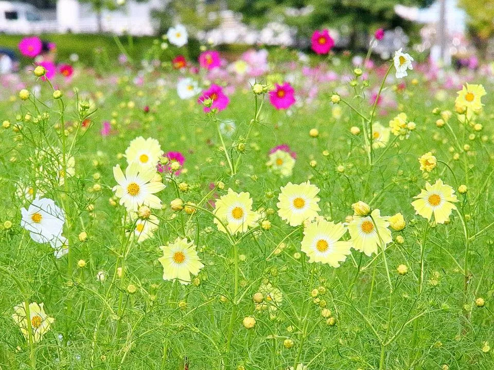 丹波/亀岡『夢コスモス園』