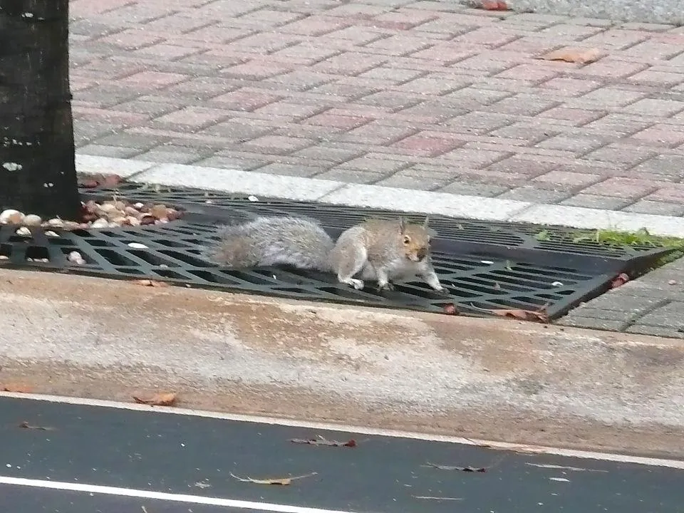 あちこちでリスが見られる