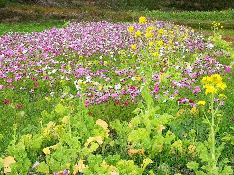 菜の花とコスモス