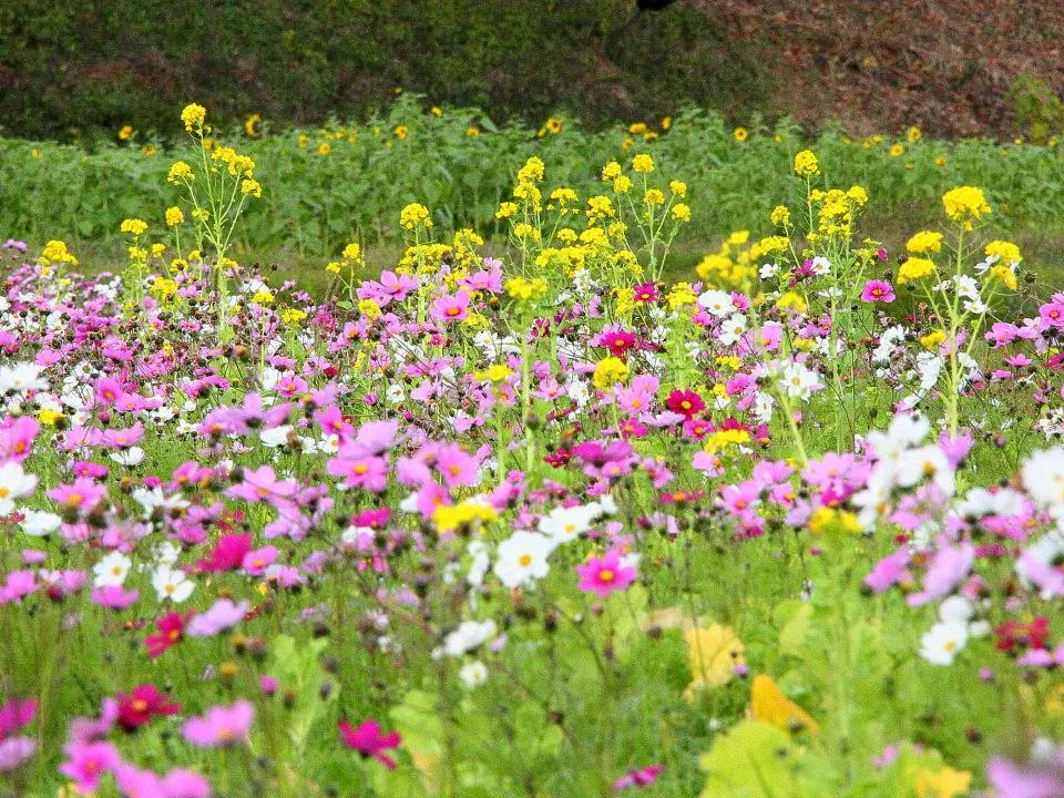 コスモス、菜の花、ヒマワリ