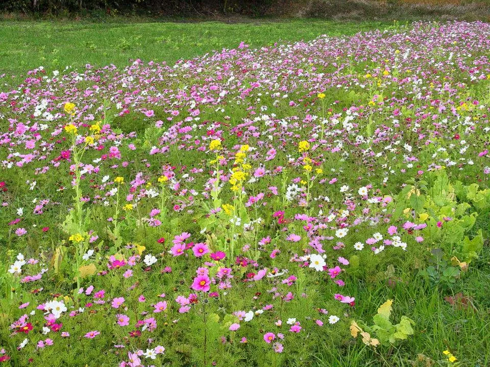 コスモスと菜の花