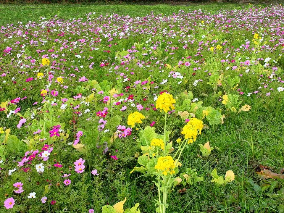 菜の花とコスモス