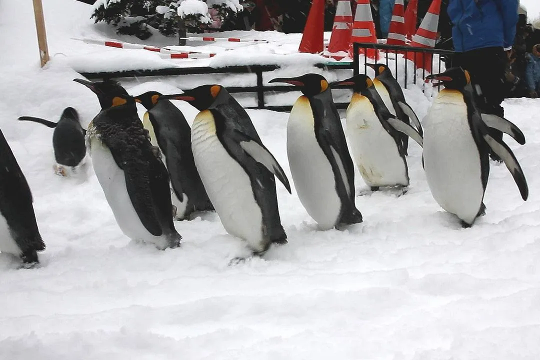 ペンギンの散歩