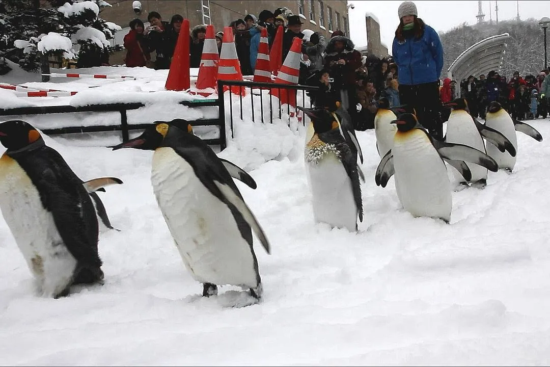 ペンギンの散歩