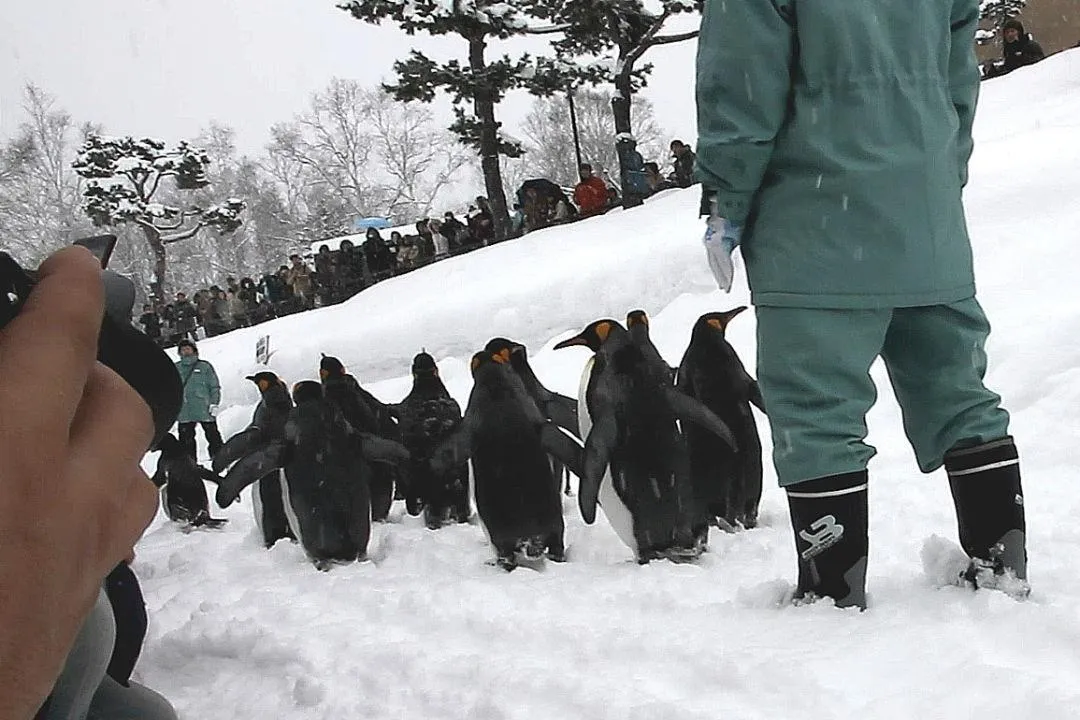 ペンギンの散歩