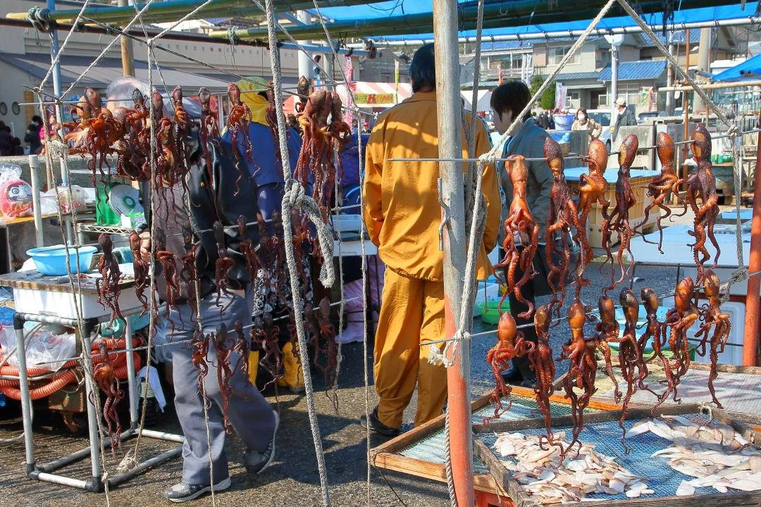 タコの干物つくり