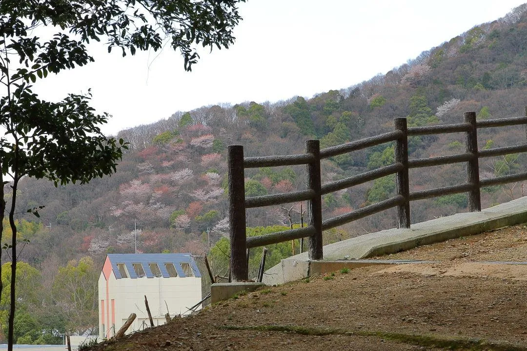 綺麗な山桜の景観