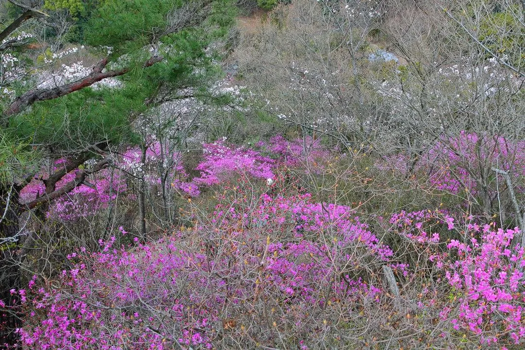 白鷺山山頂のツツジと桜