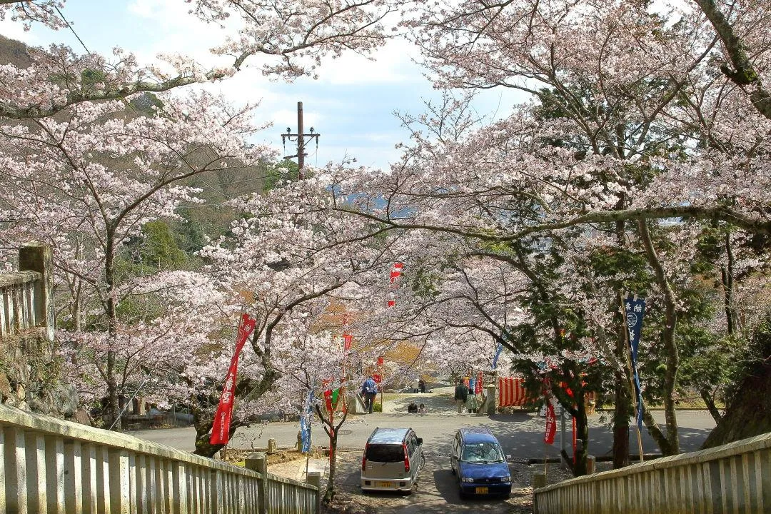 龍野神社参道の桜