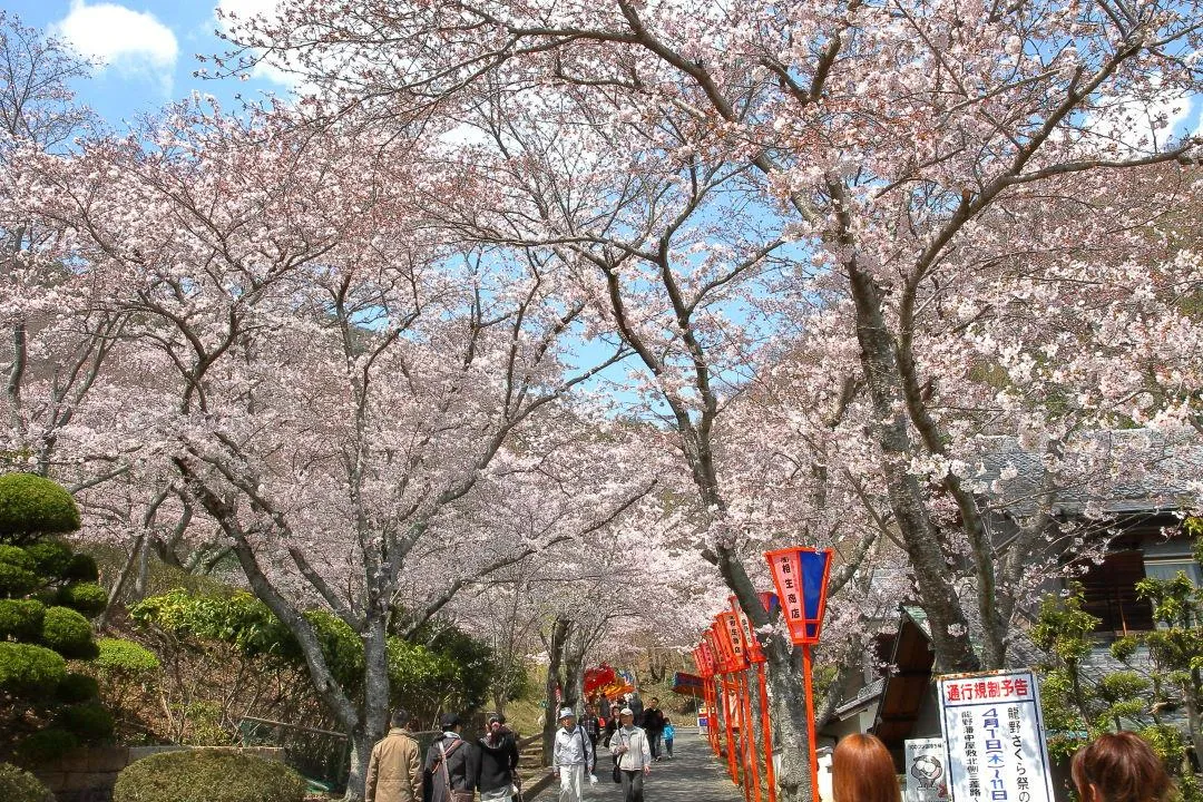 『文学の小径』の桜