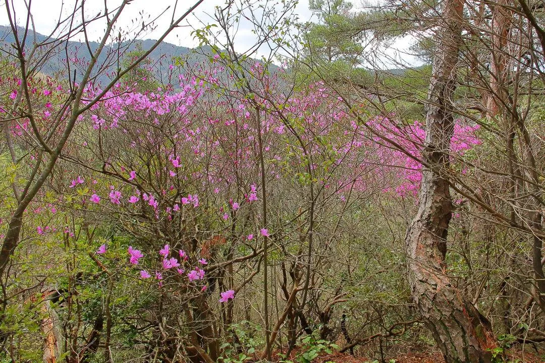 花の落ちた木が多い