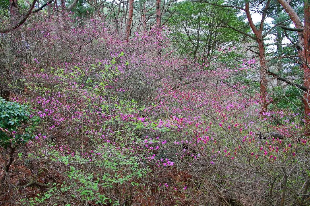 これから開花する木も