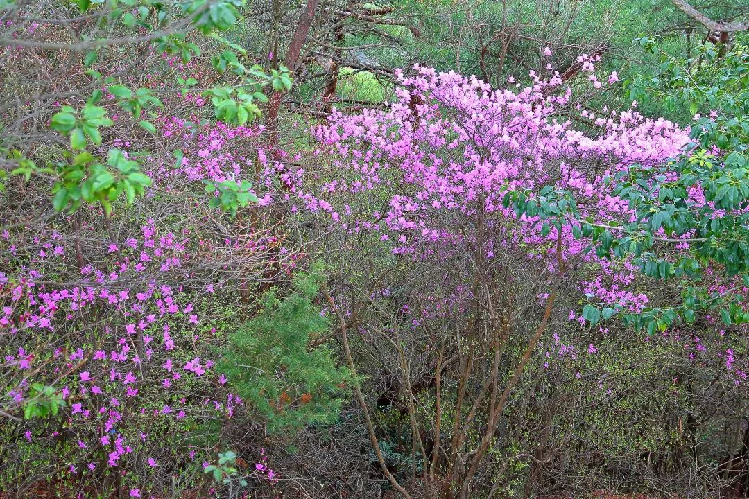 日当たりの悪い所の花持ち