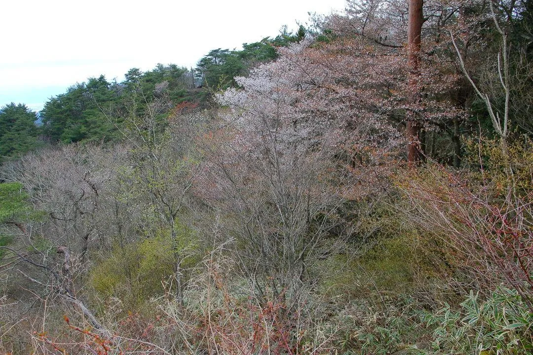 ダイヤモンドポイント横の山桜