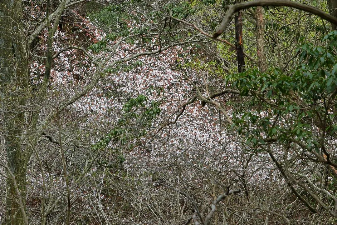 地獄谷道の山桜