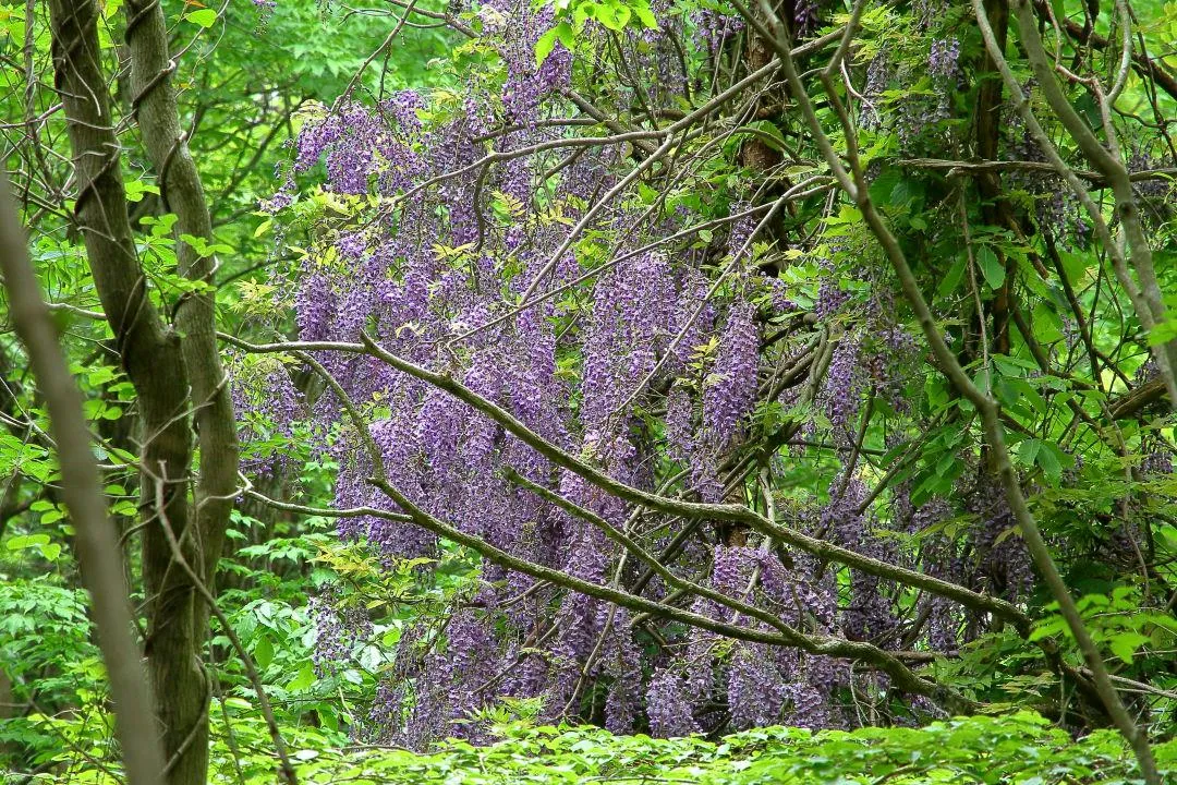 フジの花