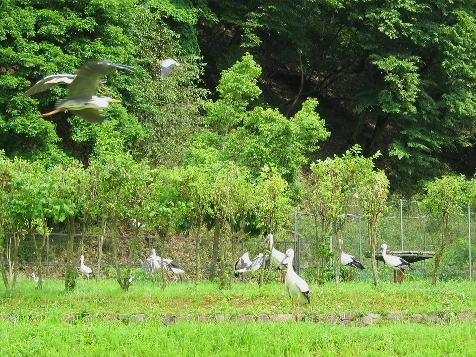 こうのとりの郷公園