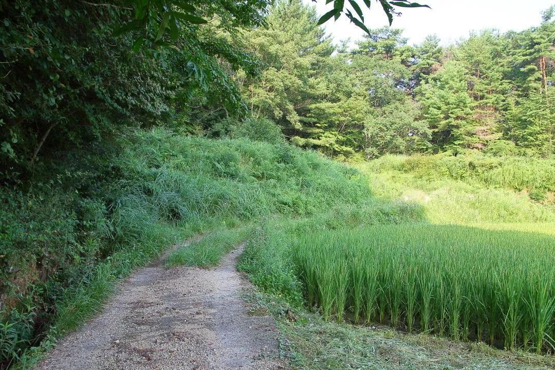 六甲の植物を残す土手