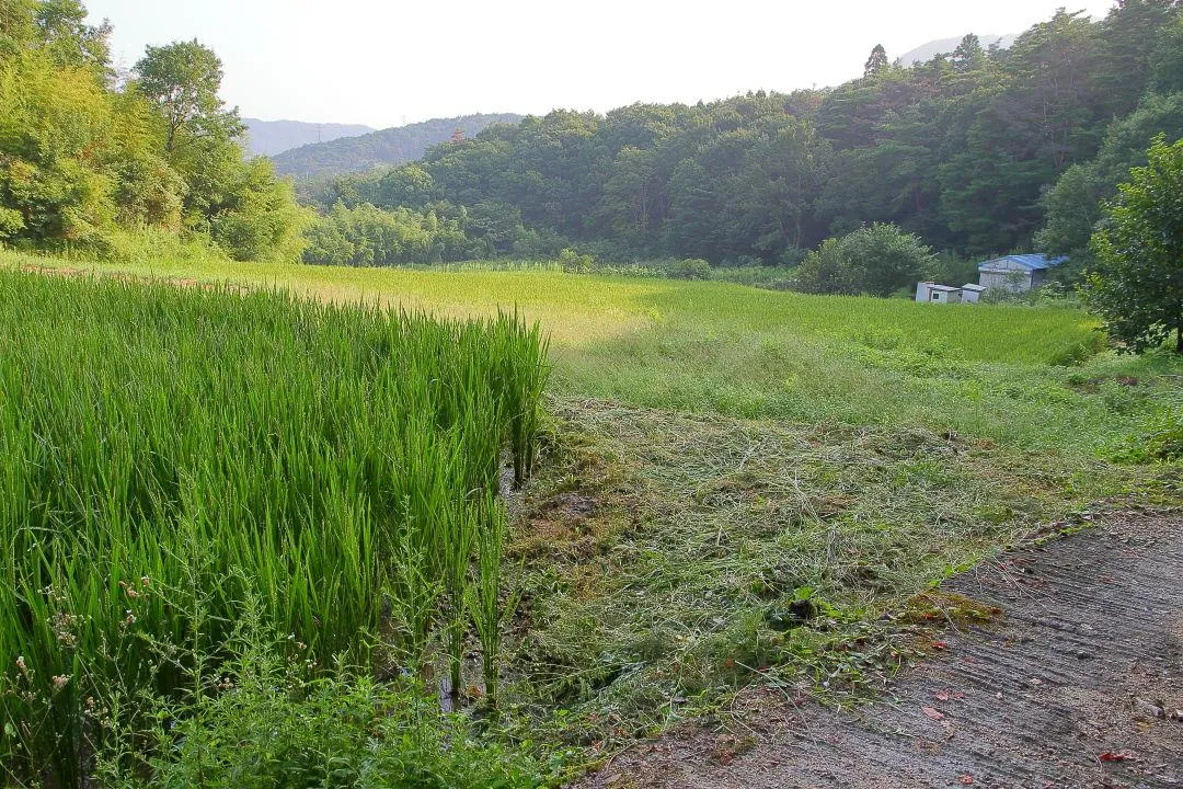 土手の草刈りにも気配りされている農地