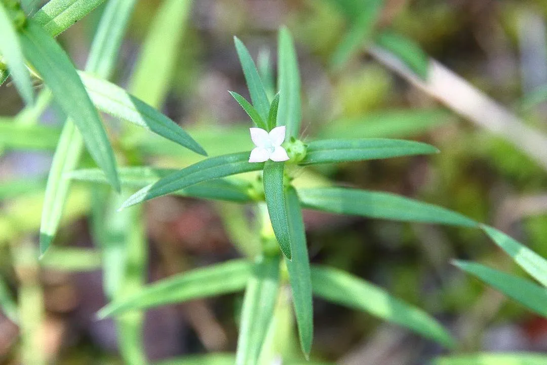 小さな花