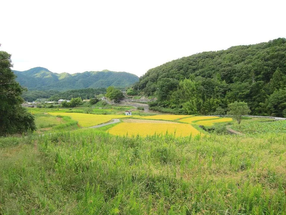 山田の里