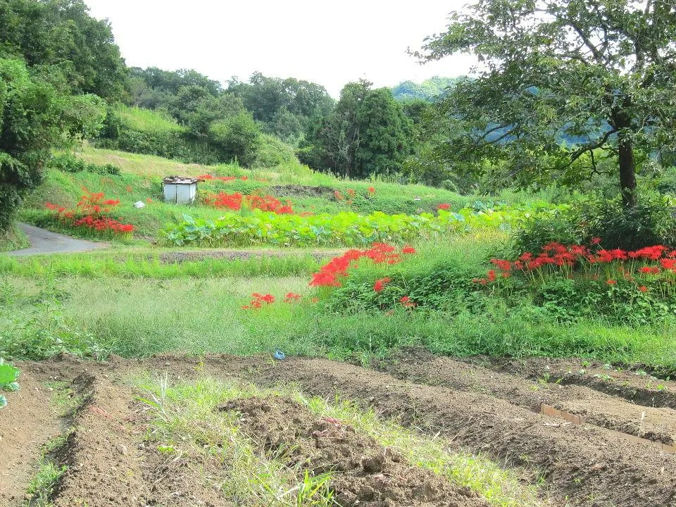 山田の里