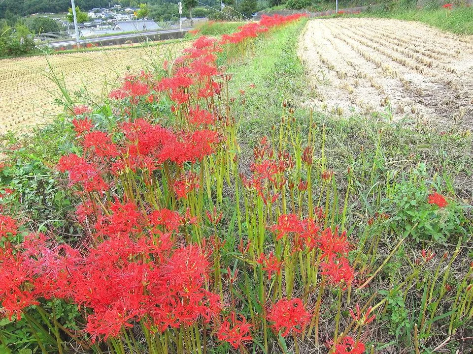 畦道の彼岸花