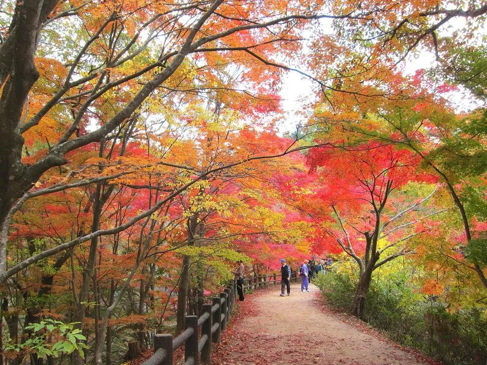 散策路の紅葉